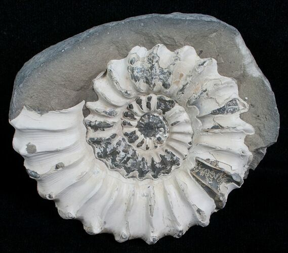 White Pleuroceras Ammonite - Germany #6151